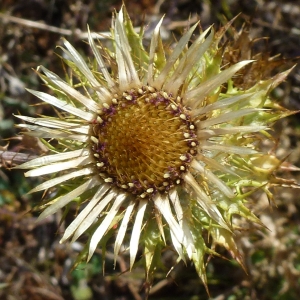 Photographie n°881172 du taxon Carlina vulgaris L. [1753]