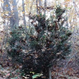 Photographie n°881561 du taxon Taxus baccata L. [1753]