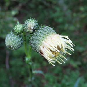 Photographie n°882051 du taxon Cirsium erisithales (Jacq.) Scop. [1769]