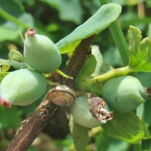 Photographie n°882392 du taxon Lonicera caerulea L. [1753]