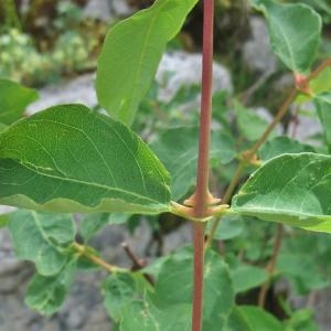 Photographie n°882393 du taxon Lonicera caerulea L. [1753]