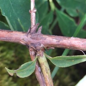 Photographie n°882399 du taxon Lonicera caerulea L. [1753]