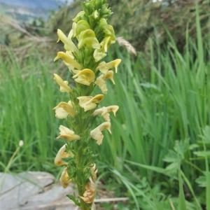 Photographie n°882421 du taxon Pedicularis ascendens Schleich. ex Gaudin [1810]