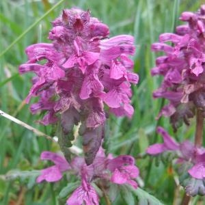 Photographie n°882433 du taxon Pedicularis verticillata L. [1753]