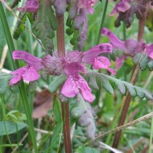 Photographie n°882434 du taxon Pedicularis verticillata L. [1753]