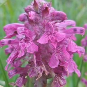 Photographie n°882438 du taxon Pedicularis verticillata L. [1753]