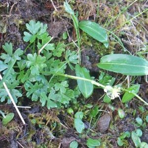 Photographie n°882442 du taxon Ranunculus alpestris L. [1753]