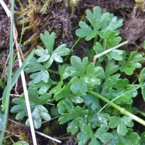 Photographie n°882443 du taxon Ranunculus alpestris L. [1753]