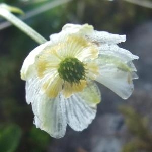  - Ranunculus alpestris L. [1753]