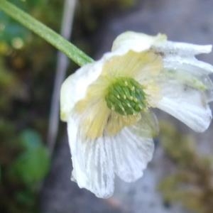 Photographie n°882445 du taxon Ranunculus alpestris L. [1753]