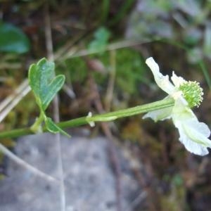 Photographie n°882446 du taxon Ranunculus alpestris L. [1753]
