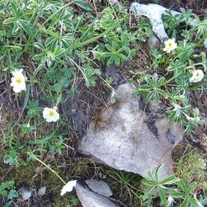 Photographie n°882447 du taxon Ranunculus alpestris L. [1753]