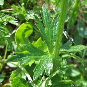 Photographie n°882461 du taxon Ranunculus montanus Willd. [1799]