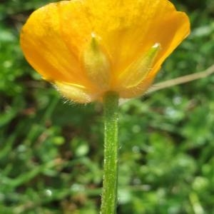 Ranunculus nivalis Crantz (Renoncule des montagnes)