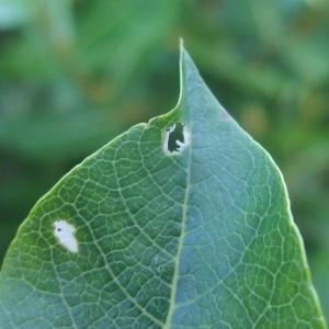 Photographie n°882470 du taxon Salix myrsinifolia Salisb. [1796]