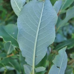 Photographie n°882475 du taxon Salix myrsinifolia Salisb. [1796]