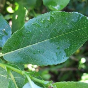 Photographie n°882487 du taxon Salix myrsinifolia Salisb. [1796]