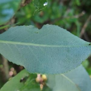 Photographie n°882488 du taxon Salix myrsinifolia Salisb. [1796]