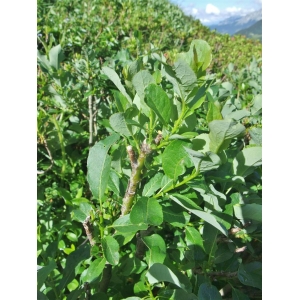 Salix myrsinifolia Salisb. subsp. myrsinifolia (Saule noircissant)