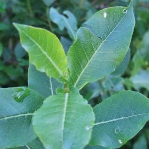 Photographie n°882496 du taxon Salix myrsinifolia subsp. myrsinifolia