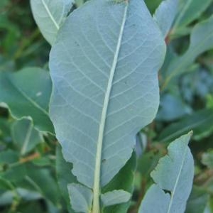 Photographie n°882498 du taxon Salix myrsinifolia subsp. myrsinifolia