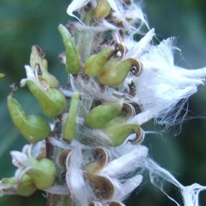 Photographie n°882502 du taxon Salix myrsinifolia subsp. myrsinifolia