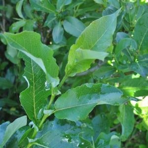  - Salix myrsinifolia subsp. myrsinifolia