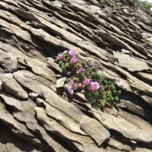 Photographie n°882550 du taxon Saxifraga oppositifolia L. [1753]