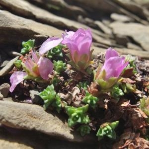 Photographie n°882554 du taxon Saxifraga oppositifolia L. [1753]