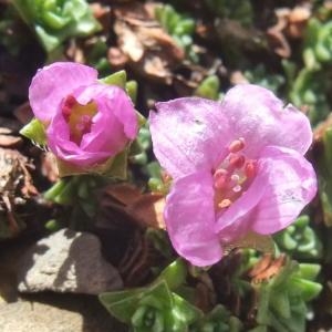 Photographie n°882555 du taxon Saxifraga oppositifolia L. [1753]