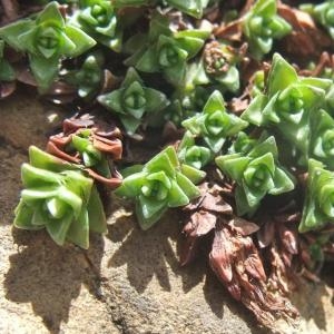 Photographie n°882556 du taxon Saxifraga oppositifolia L. [1753]