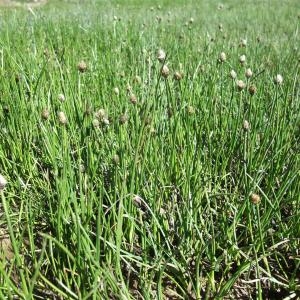 Photographie n°882643 du taxon Eriophorum scheuchzeri Hoppe [1800]