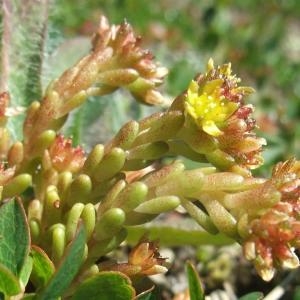 Photographie n°882710 du taxon Sedum alpestre Vill. [1779]