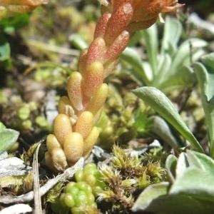 Photographie n°882712 du taxon Sedum alpestre Vill. [1779]