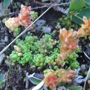 Photographie n°882714 du taxon Sedum alpestre Vill. [1779]