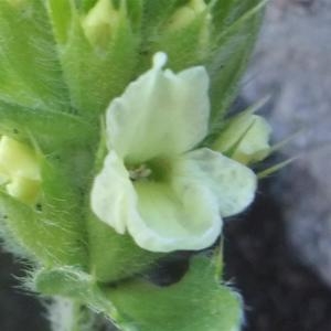 Photographie n°882715 du taxon Sideritis hyssopifolia L. [1753]