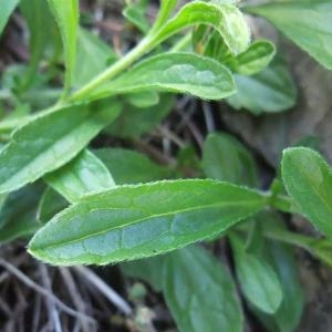 Photographie n°882720 du taxon Sideritis hyssopifolia L. [1753]