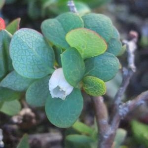 Photographie n°882735 du taxon Vaccinium uliginosum subsp. microphyllum (Lange) Tolm. [1936]