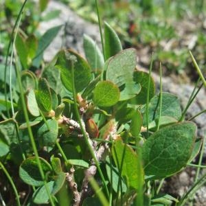 Photographie n°882737 du taxon Vaccinium uliginosum subsp. microphyllum (Lange) Tolm. [1936]