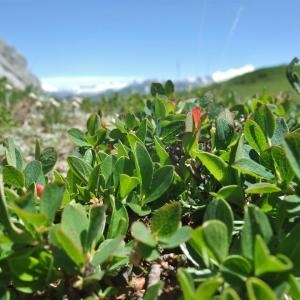 Photographie n°882738 du taxon Vaccinium uliginosum subsp. microphyllum (Lange) Tolm. [1936]