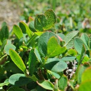 Photographie n°882739 du taxon Vaccinium uliginosum subsp. microphyllum (Lange) Tolm. [1936]