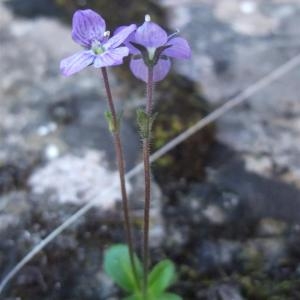 Veronica aphylla L. (Véronique à tige nue)