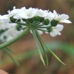 Photographie n°882752 du taxon Aethusa cynapium L.