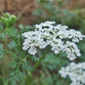 Photographie n°882758 du taxon Aethusa cynapium L.