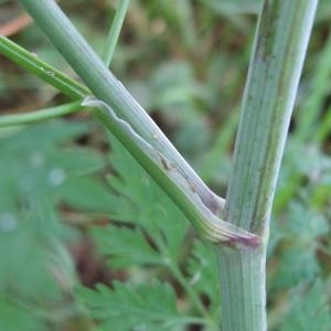 Photographie n°882760 du taxon Aethusa cynapium L.