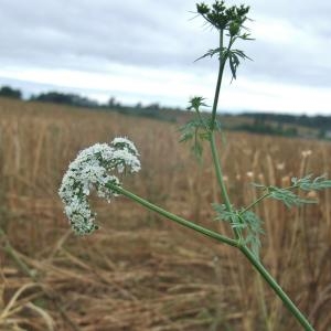 Photographie n°882769 du taxon Aethusa cynapium L.