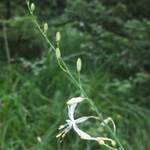 Photographie n°882783 du taxon Anthericum ramosum L. [1753]