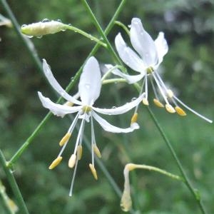 Photographie n°882786 du taxon Anthericum ramosum L. [1753]