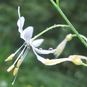 Photographie n°882787 du taxon Anthericum ramosum L. [1753]