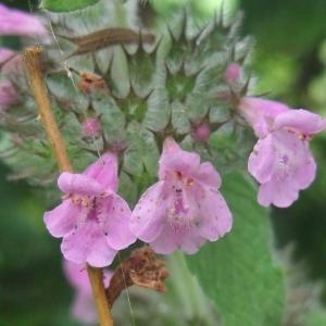 Photographie n°882789 du taxon Clinopodium vulgare L.